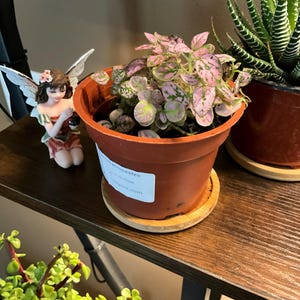 Deborah added a photo of their purchase