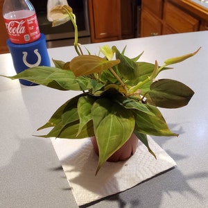 Tamara added a photo of their purchase