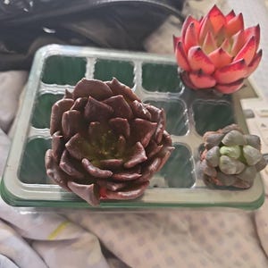 エケベリア ブラック マディバ、多肉植物、多肉植物ギフト - Etsy 日本