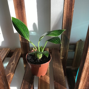 Pam added a photo of their purchase