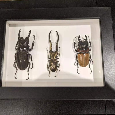 Triple Stag Beetles in a Frame