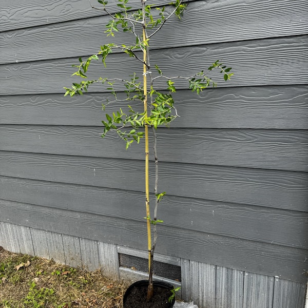 Sugar Cane Jujube - 3 Feet Tall - Grafted Tree - Ship in 3gal Pot - Etsy