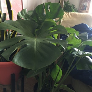 Gwen adicionaram uma foto da sua compra
