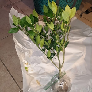 Kristina さんが購入した商品の写真を追加しました