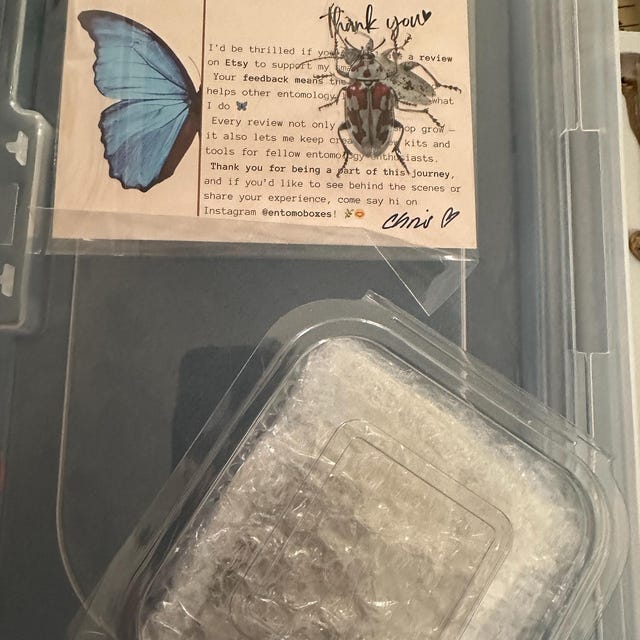 レテノールモルフォ ガイアナ産 Amazon.co.jp: 蝶の標本 レテノールモルフォ Morpho rhetenor モルフォ