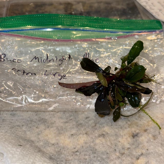 Bucephalandra Midnight Blue - Live Aquatic Plants - Only Plants