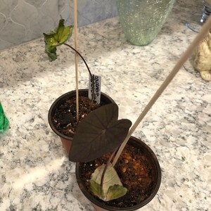 Denise ha añadido una foto de su compra