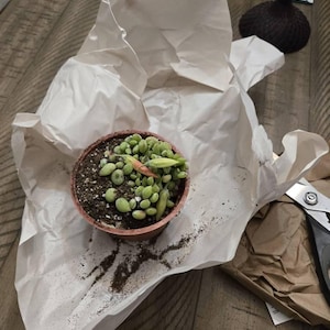 Lelia heeft een foto van de aankoop toegevoegd