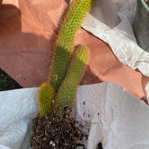 2”, 4", 6”, 8” Pot of Rooted Cleistocactus Winteri Golden Monkey Tail Rat Tail Cactus - Shipped Bare Roots