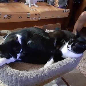 Cat In A Cup Magnet | Cute Cat Lover Gift – Bhai Please India - Foto 7