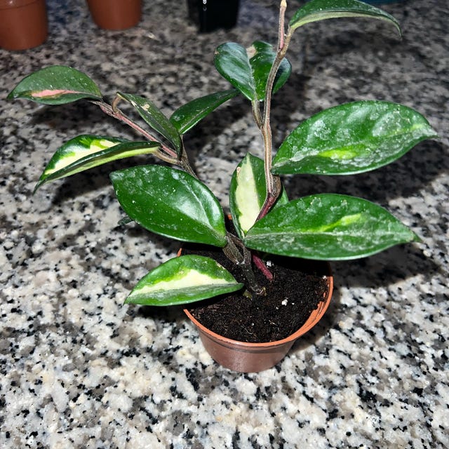 Hoya Carnosa Exotica - Tricolor - Variegated Hoya - Tropical