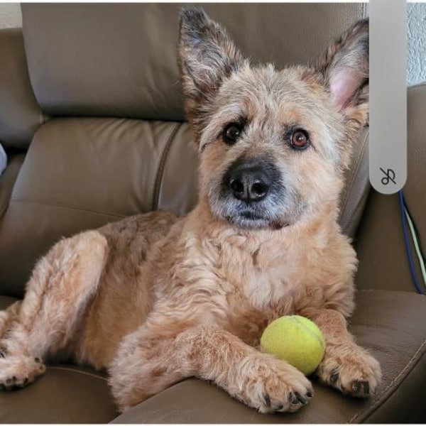 Owl Clip Art, Printable Wildlife Animal Decal for Bird Sticker, Stencil