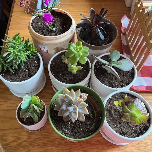 How to Save a Sunburned Burro’s Tail