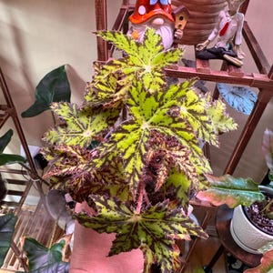 RARE Rex Begonia Geometry Lime Green Rhizo Live House Starter