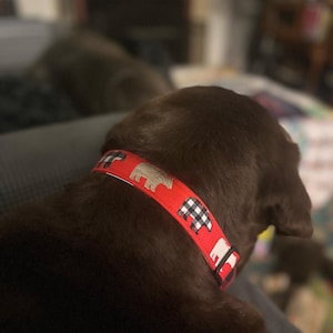 USA Patriotic Collar with Braces Set Stars and Stripes main image 0