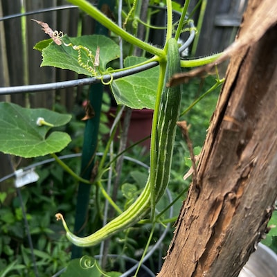 Ruby Eclipse Sunflower Seeds 15 Seeds - Etsy