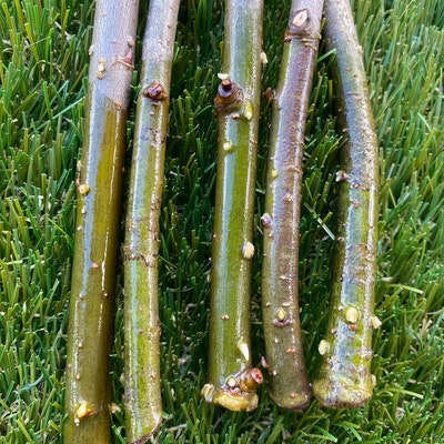 Fresh Boxwood, Cut to Order, Sold by the Pound, Fresh Wreath Greenery ...
