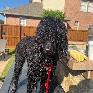 Lee added a photo of their purchase