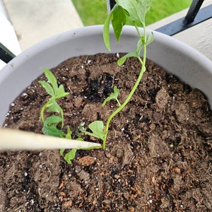 Rooted Exotic Tropical Hibiscus Starter Plant - Bare Root, Ships From Grower