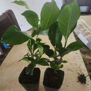 Maria さんが購入した商品の写真を追加しました