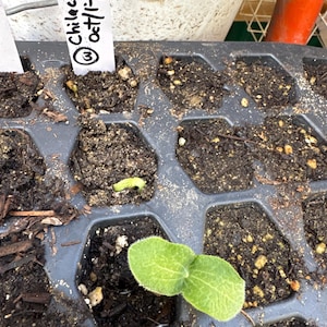 Marlene ha añadido una foto de su compra