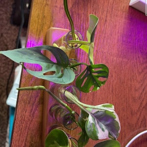 Townsend added a photo of their purchase