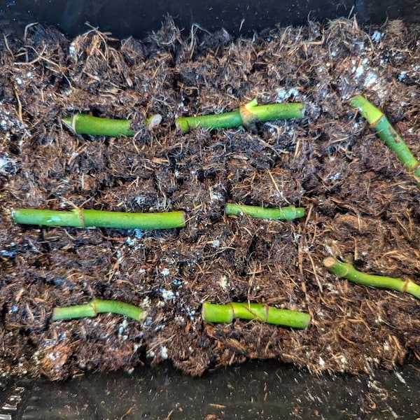 Plantnode Plant Nodes for Propagation, Leafless Nodes, Indoor Plant Nodes - Etsy