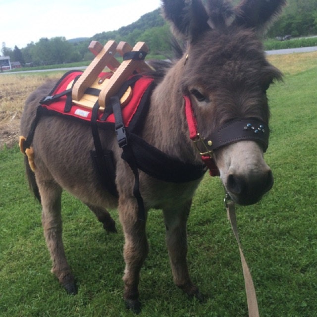 Adjustable Miniature Horse Pack Saddle Small