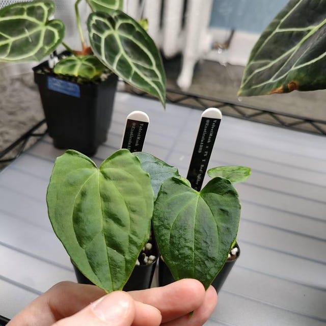 Anthurium Dark Phoenix X Red Spider Clone , #1 Large Exact Plant