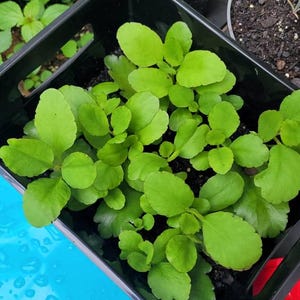 DONNA ha añadido una foto de su compra