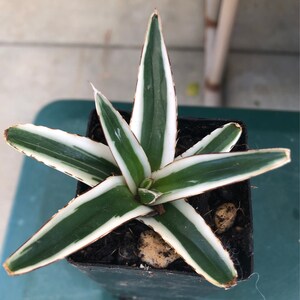 White Rhino Agave - アガベ - 冰山 - 龍舌蘭専門店 - Specialty White Rhino Agave - アガベ - 冰山 - 龍舌蘭専門店 - Specialty