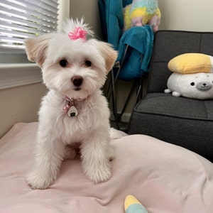 Maria added a photo of their purchase