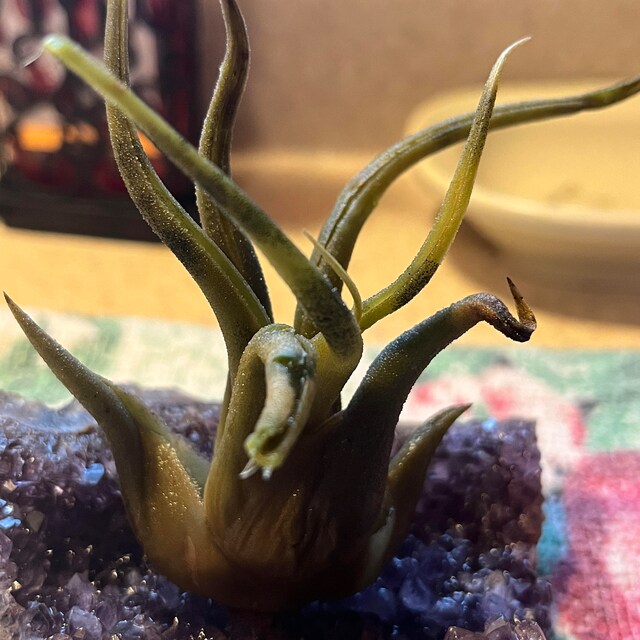 AURAMORE - Etsy