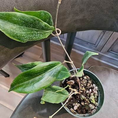 Dischidia String Millions Hearts 4 - Etsy