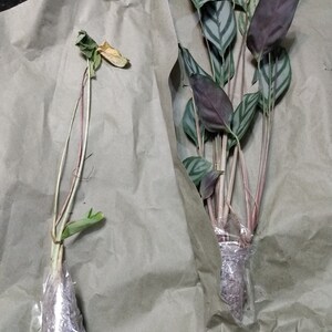 PinkButterfly ha añadido una foto de su compra