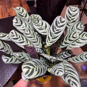 dieffenbachia calathea Dieffenbachia 'Sterling' 10