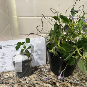 Dian hat ein Foto des gekauften Artikels hinzugefügt