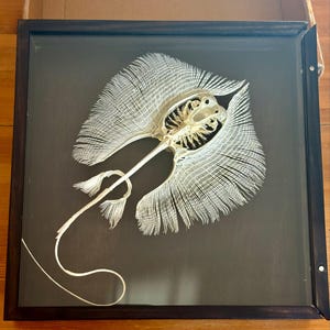 エイの骨格標本 本物の魚の剥製 - 珍品コレクター向け 海洋生物学