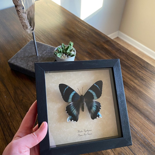 Real Butterfly Gifts Real Framed Butterflies by REALBUTTERFLYGIFTS
