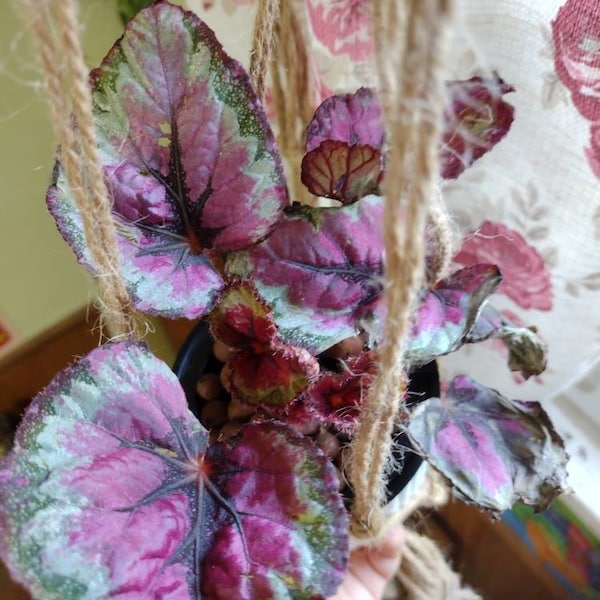Rex Begonia 'glass Rose' - BFF EXCLUSIVE - Etsy