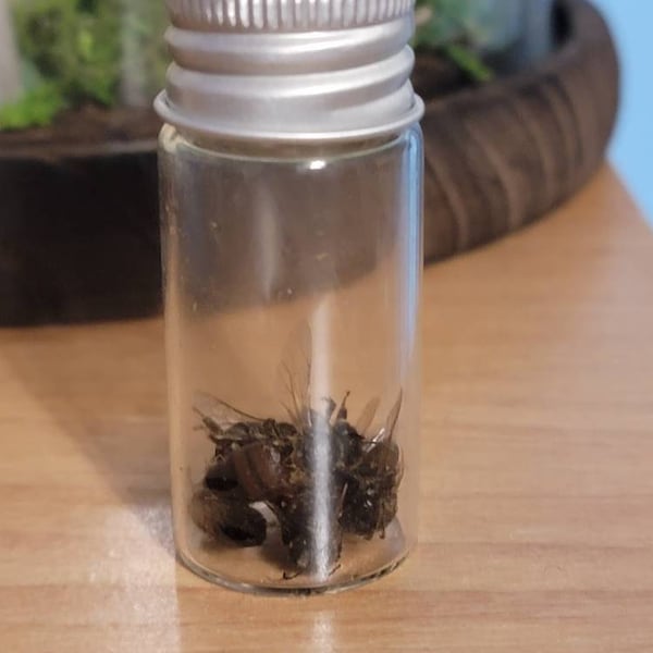 Real, Dried and Preserved Honeybees Great for Photography, Crafts or ...