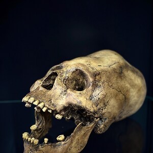 Ancestral Skull – Paracas Elongated Skull Replica - Etsy 日本