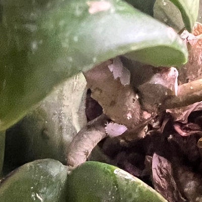 Dischidia String Millions Hearts 4 - Etsy