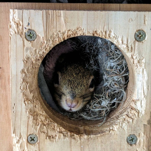 thumbnail image 2 of Handcrafted Wooden Squirrel Nesting House – 15" Tall X 9" Wide X 9.75" Deep – Mounts On Tree 2 of 3