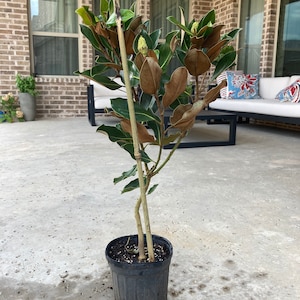 Juliana added a photo of their purchase