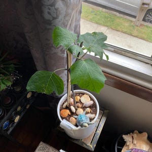 Barbara added a photo of their purchase