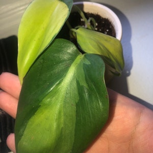 Angie Vega added a photo of their purchase