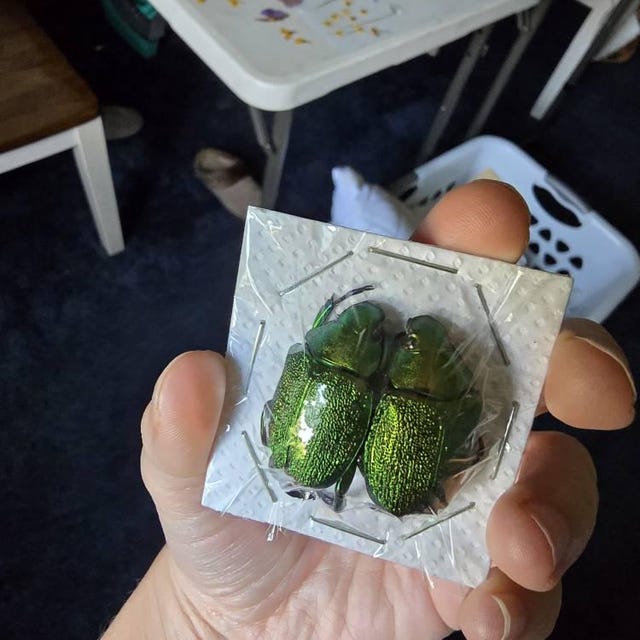 Chrysophora Chrysochlora Real Green Scarab Beetle Pair Male Female