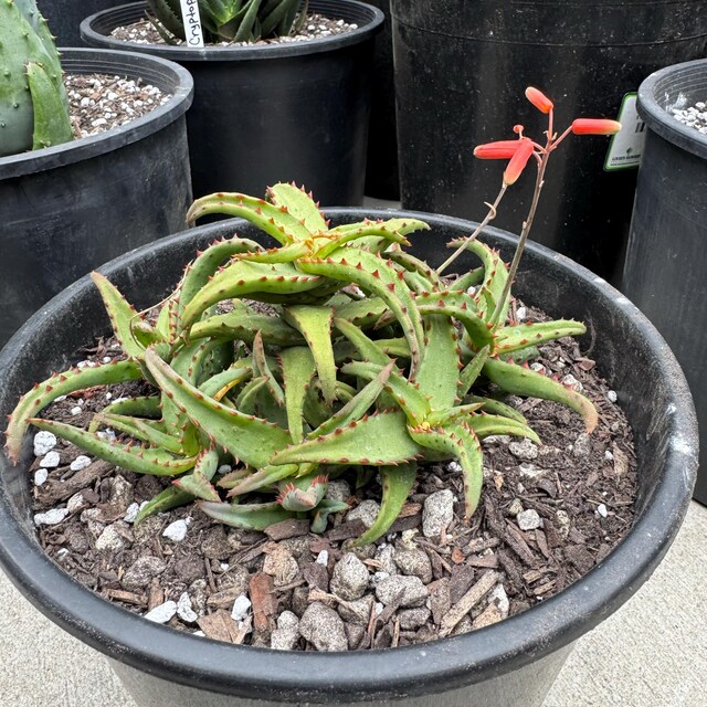 Lg.1g Rare Dwarf Aloe Castilloniae: Madagascar Succulent. - Etsy