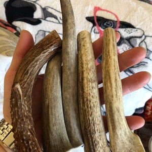 BY THE POUND Elk/deer Antler Dog Chews, Naturally Shed Antler From Wild ...